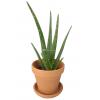 Aloe vera barbadensis XS kamerplant in terracotta bloempot